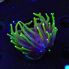 TSA Dragon Soul Torch Coral